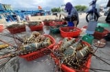 Khánh Hòa: Nguyên nhân ban đầu khiến hàng loạt tôm hùm bông chết