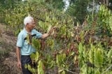 Đắk Nông: Gần 31.000ha cây trồng nguy cơ bị khô hạn