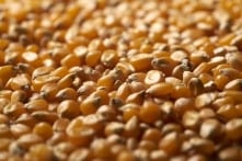 Gần 10.000 tấn ngô từ kho ngũ cốc ở Hà Bắc biến mất sau 2 năm