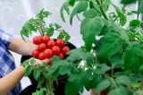 Chuyên gia chia sẻ công thức phân bón cho ra những quả cà chua tròn mọng