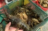 Phú Yên: Tôm hùm, cá biển chết la liệt là do nắng nóng, thiếu oxy