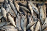 Vụ cá chết trắng lồng trên sông Mã: Sở NN-PTNT Thanh Hóa nói gì?