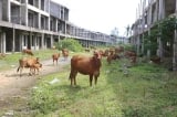 ‘Khu đô thị kiểu mẫu 4.250 tỷ đồng’ ở Quảng Nam thành nơi chăn bò