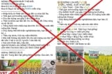 Thái Bình: Lừa bán giống lúa không có thật VST-899, 7 người chiếm đoạt 7,8 tỷ đồng